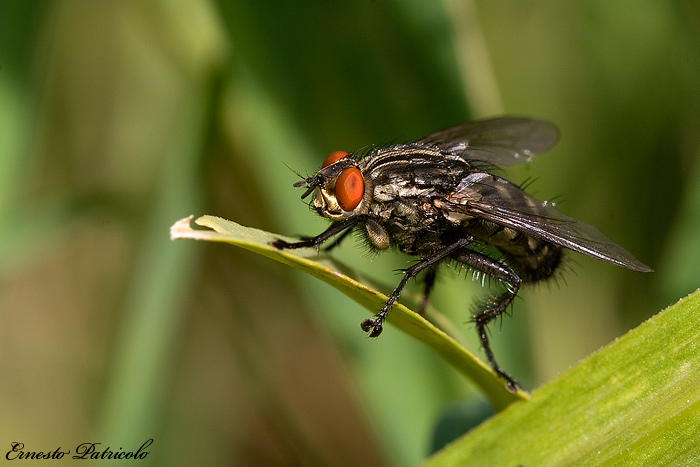 Sarcophaga sp. (Sarcophagidae)